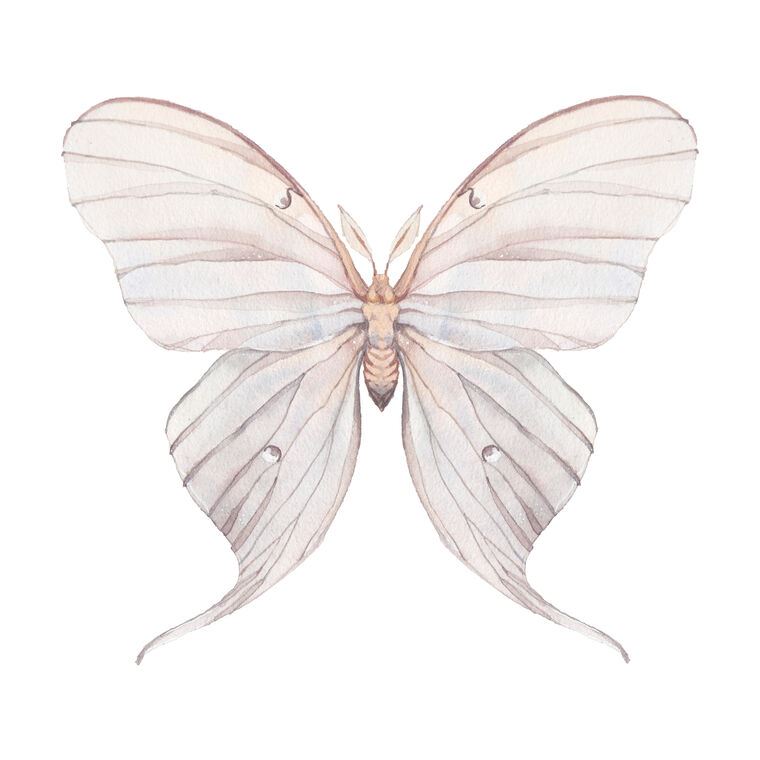 Купить и печать на заказ Репродукции картин Нежный рисунок бабочки