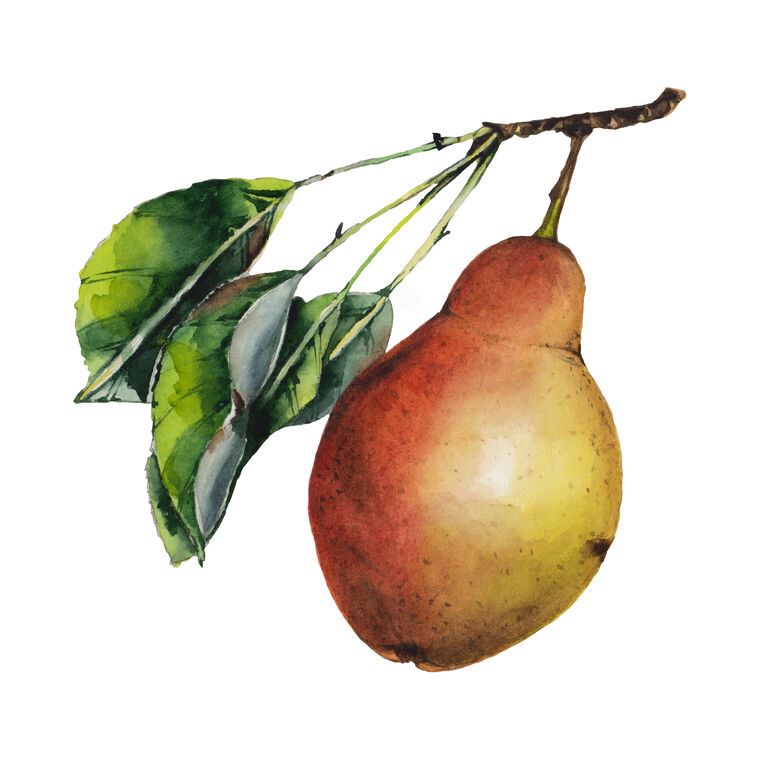 Картины на фотобумаге Juicy watercolor pear