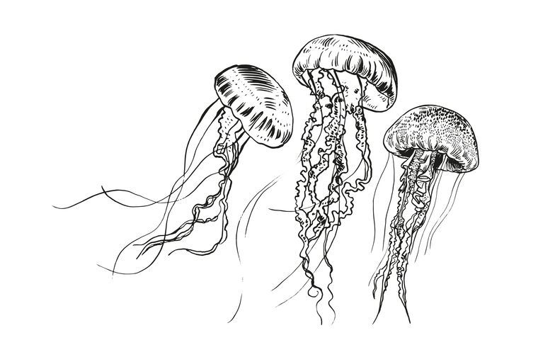 Купить и печать на заказ Репродукции картин Графичные медузы