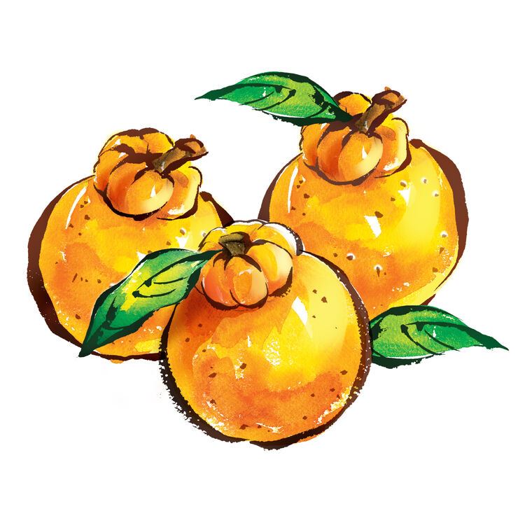 Картины Juicy oranges