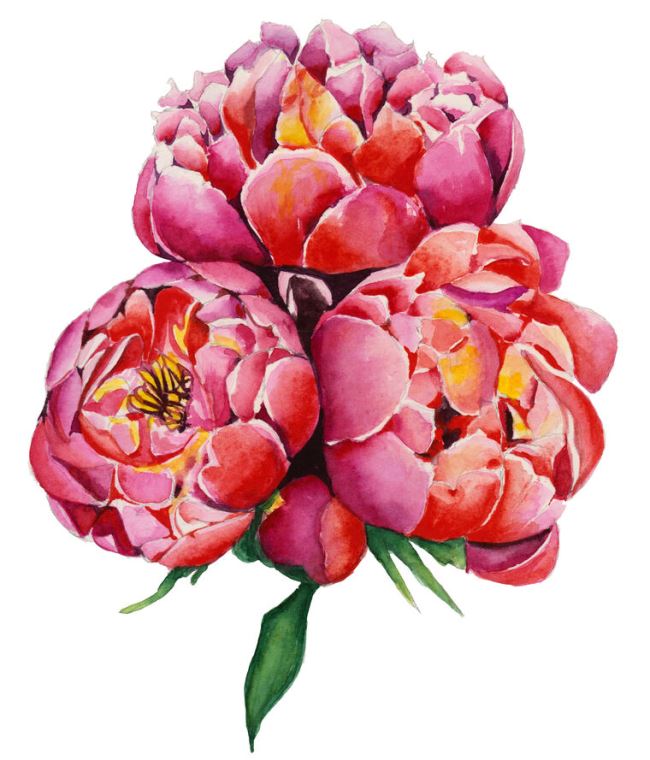 Paintings Beautiful pink peonies on a white background