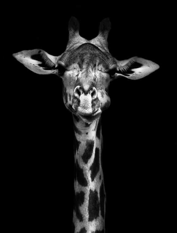 Купить и печать на заказ Репродукции картин Черно-белый жираф