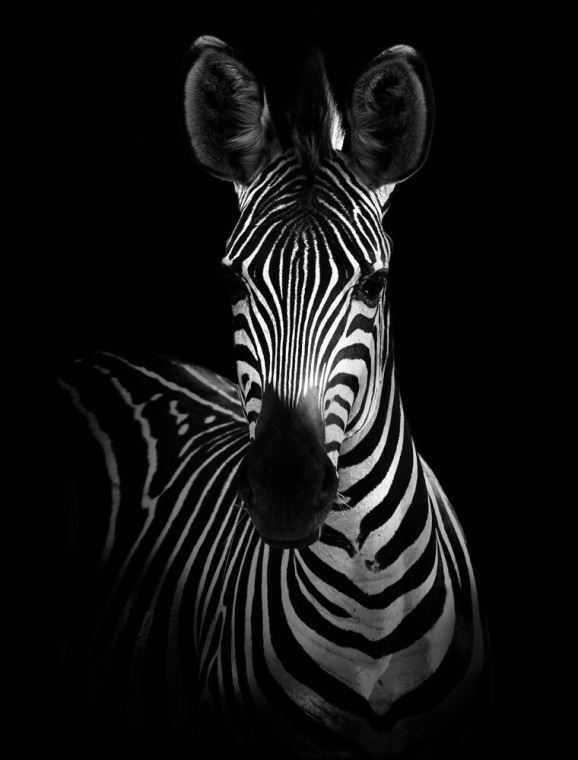 Купить и печать на заказ Репродукции картин Черно-белая зебра