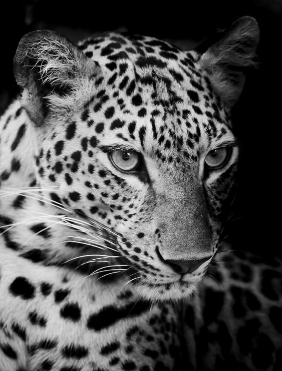 Купить и печать на заказ Репродукции картин Черно-белый леопард