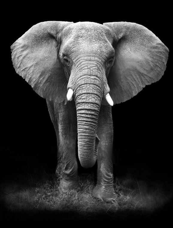 Купить и печать на заказ Репродукции картин Черно-белый слон