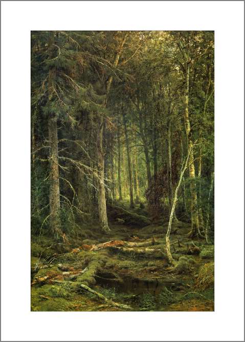 Картины, фото с паспарту Лесная глушь