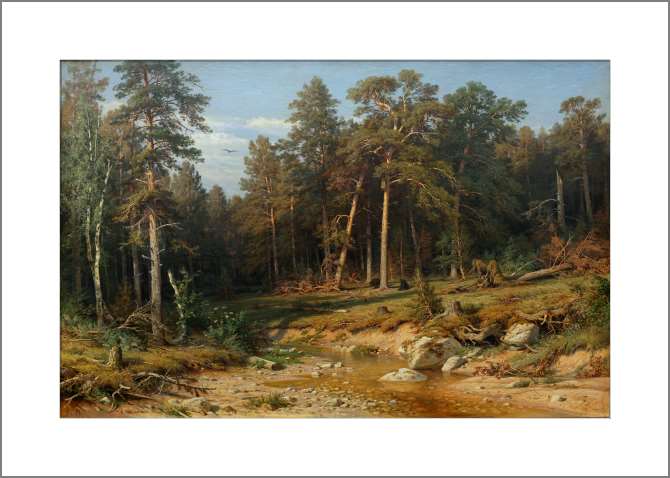 Картины Сосновый бор. Мачтовый лес в Вятской губернии