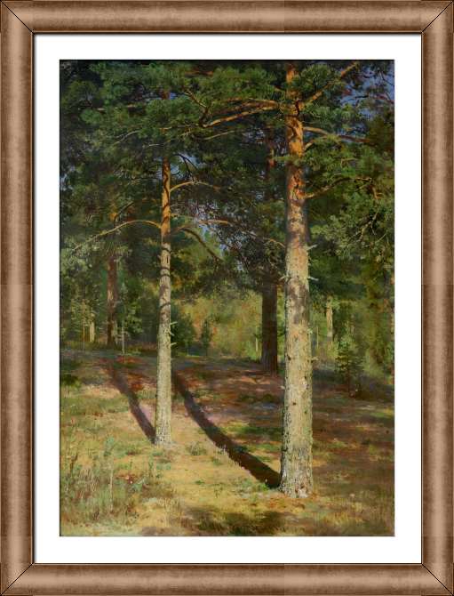 Картины на холсте Сосны, освещённые солнцем