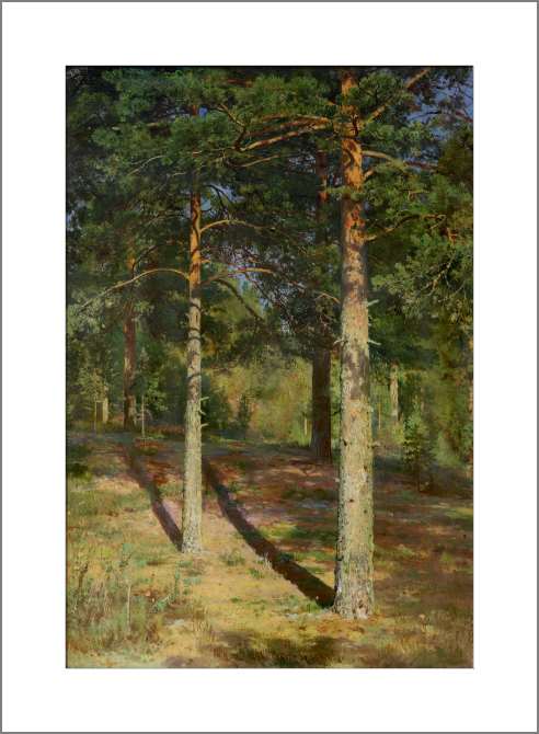 Картины, фото с паспарту Сосны, освещённые солнцем