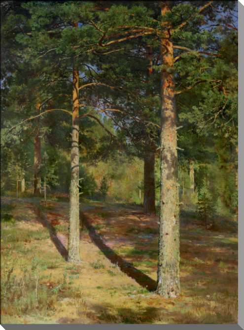 Картины на пластике, пеноркартоне Сосны, освещённые солнцем