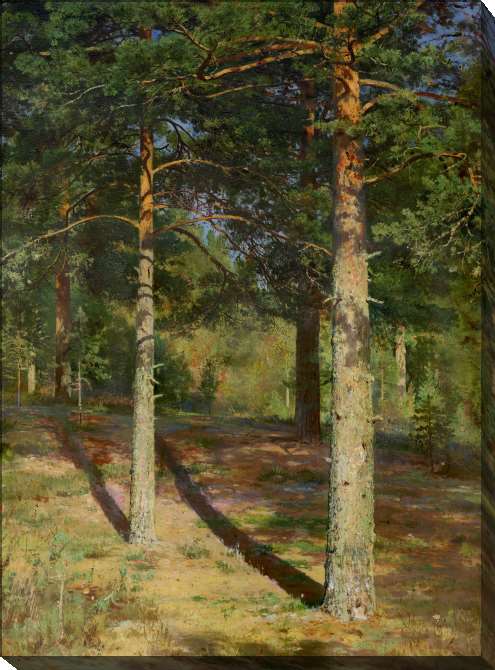 Paintings on canvas Pine trees illuminated by the sun