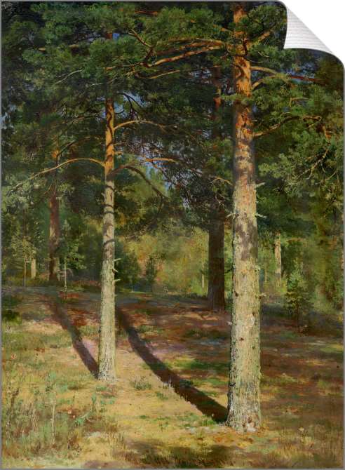 Картины на холсте Сосны, освещённые солнцем