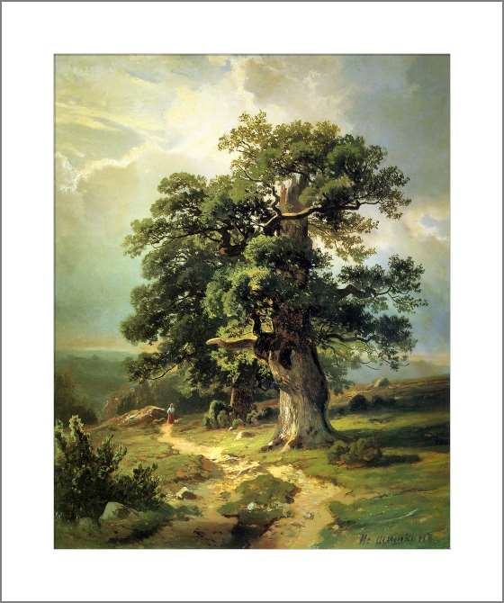 Картины, фото с паспарту Дубы