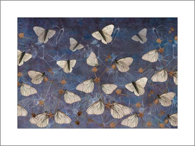 Картины на холсте Бабочки на стене-гранж синего цвета