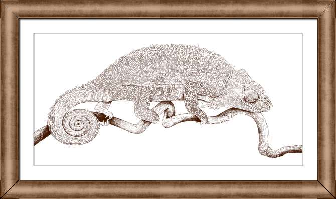 Reproductions of paintings Chameleon on a white background