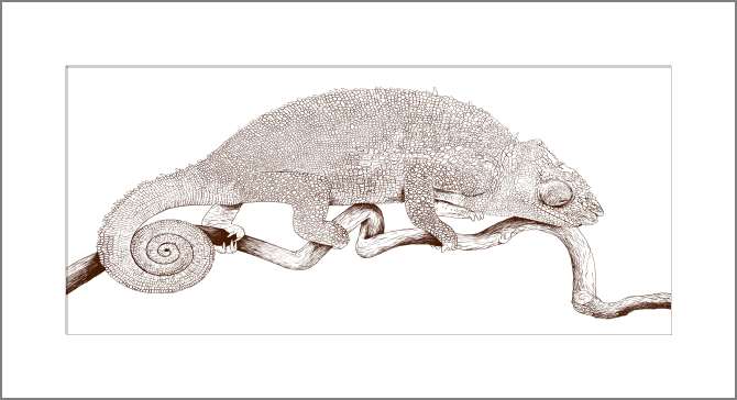 Картины на холсте Хамелеон на белом фоне