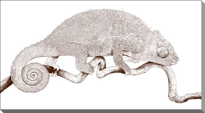 Картины на пластике, пеноркартоне Хамелеон на белом фоне