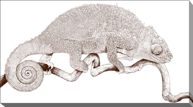 Paintings on canvas Chameleon on a white background