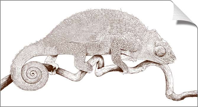 Картины на холсте Хамелеон на белом фоне