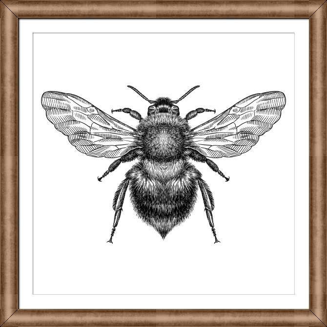 Репродукции картин Black and white illustration of a bumblebee