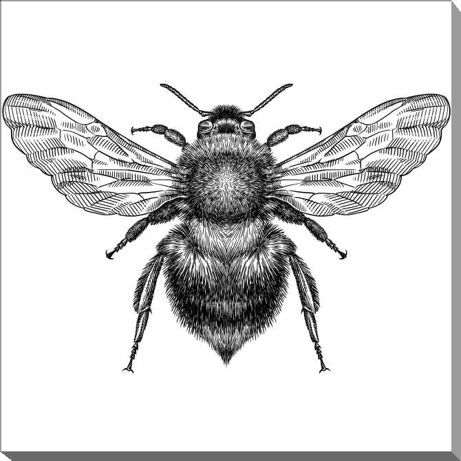 Картины на холсте Black and white illustration of a bumblebee