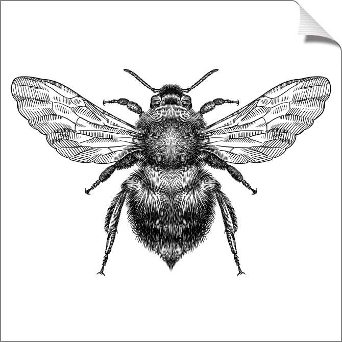Картины на холсте Черно-белая иллюстрация шмеля