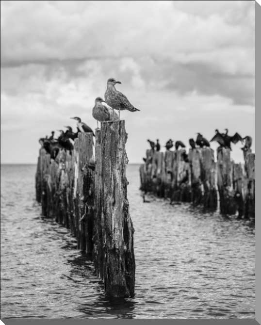 Картины на пластике, пеноркартоне Черно-белое фото старого пирса c чайками