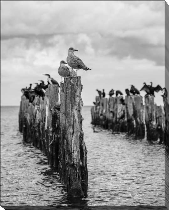 Картины на холсте Black and white photo of the old pier with seagulls