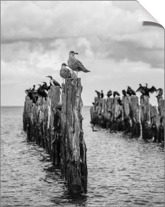 Картины на холсте Черно-белое фото старого пирса c чайками