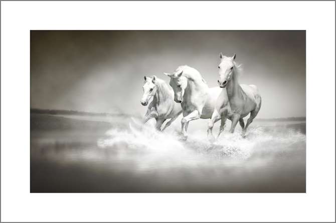 Картины, фото с паспарту Табун белых лошадей в брызгах воды