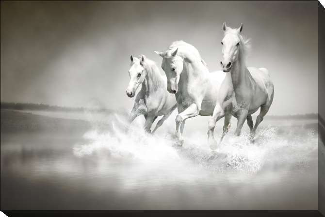 Картины на подрамнике Табун белых лошадей в брызгах воды