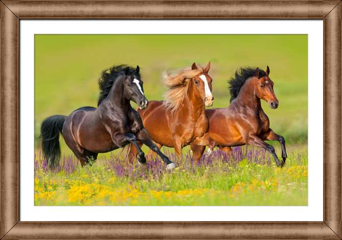 Картины в рамке, багете Лошади скачут по цветочному лугу
