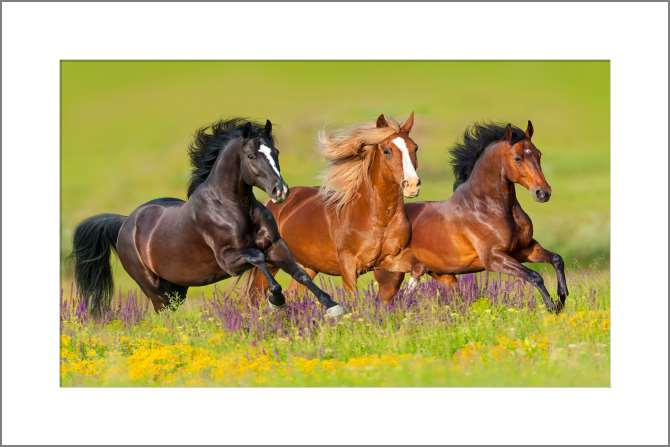 Картины, фото с паспарту Лошади скачут по цветочному лугу
