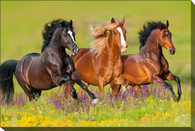 Картины на подрамнике Лошади скачут по цветочному лугу