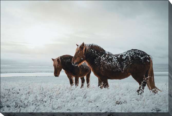 Картины на подрамнике Лошади на зимнем фоне