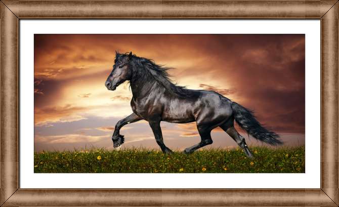 Картины в рамке, багете Вороной конь