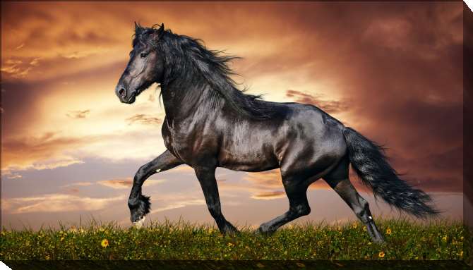 Картины на подрамнике Вороной конь