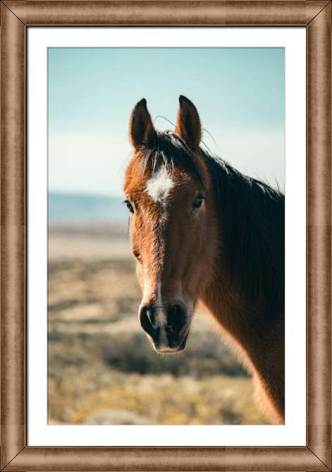 Картины в рамке, багете Коричневая лошадь