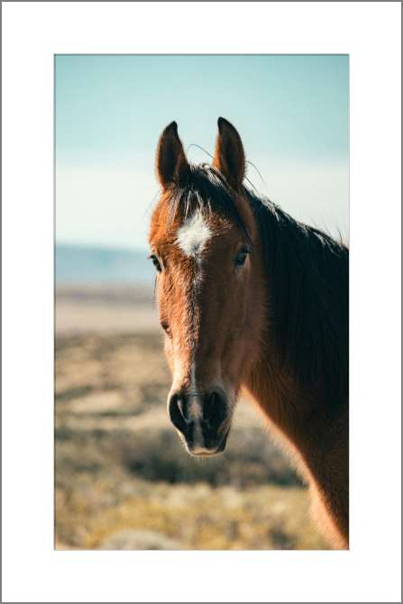 Картины, фото с паспарту Коричневая лошадь