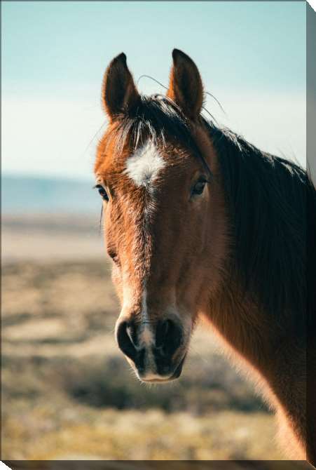 Картины на подрамнике Коричневая лошадь