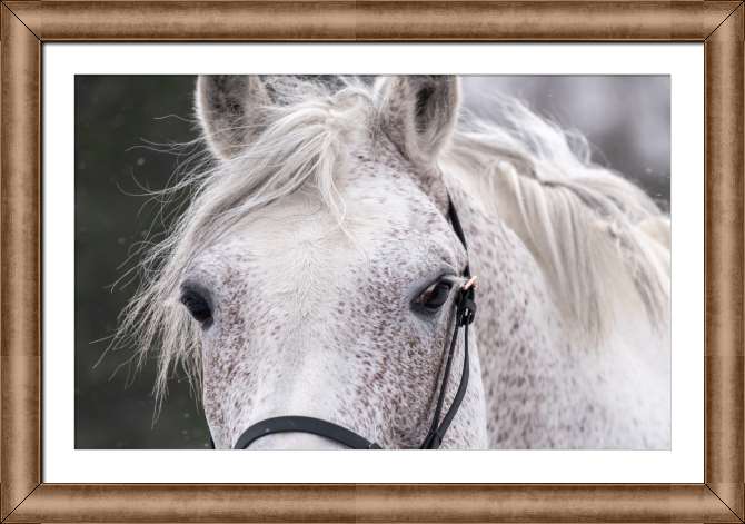 Картины в рамке, багете Белая лошадь с длинными ресницами