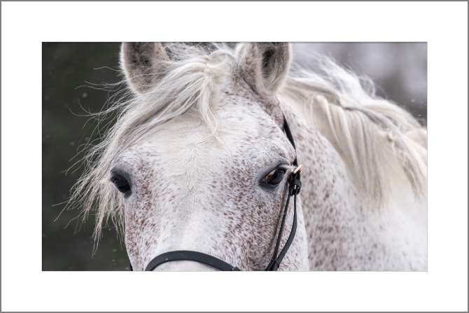 Картины, фото с паспарту Белая лошадь с длинными ресницами