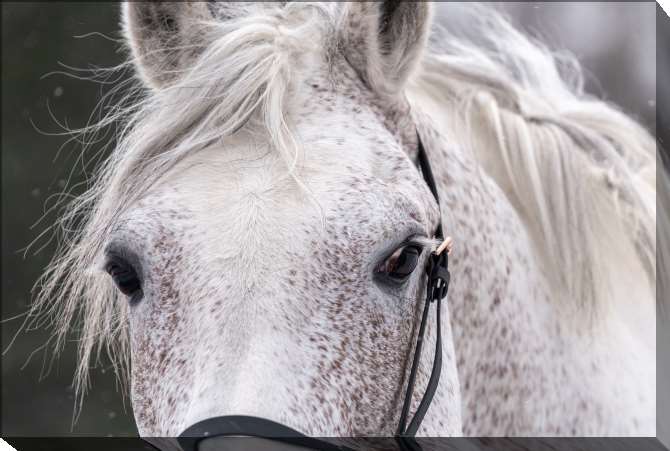 Картины на подрамнике Белая лошадь с длинными ресницами
