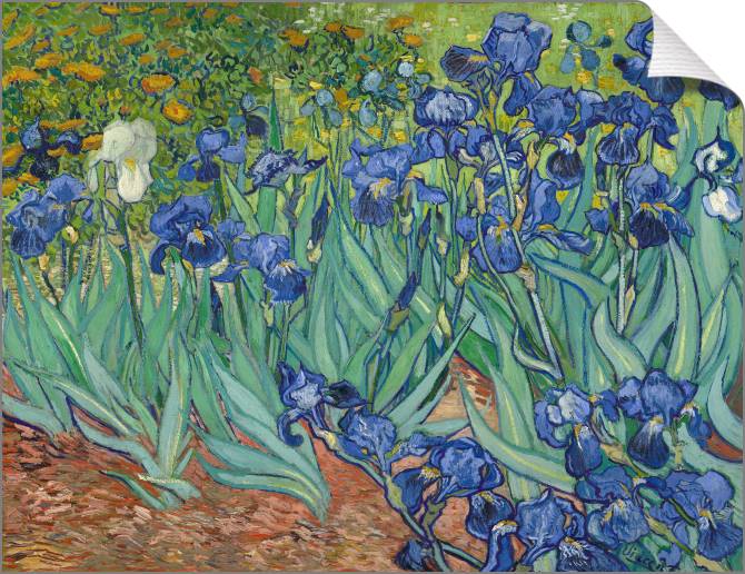 Купить и печать на заказ Картины на холсте Ирисы