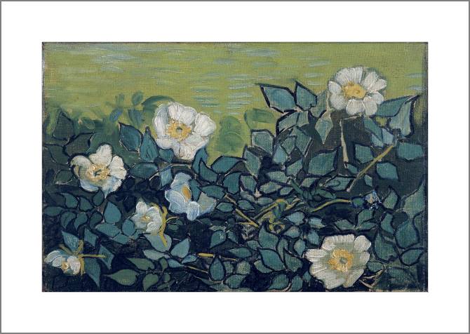 Купить и печать на заказ Картины, фото с паспарту Дикие розы