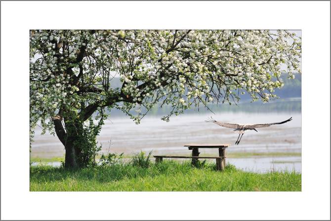 Купить и печать на заказ Картины, фото с паспарту Аист и яблоня