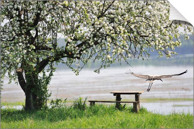 Купить и печать на заказ Картины на холсте Аист и яблоня