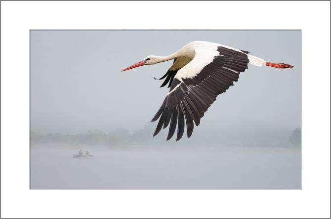 Купить и печать на заказ Картины, фото с паспарту Аист над рекой