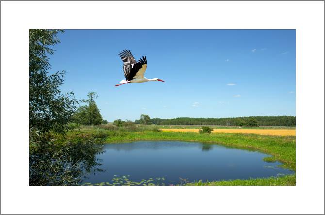 Купить и печать на заказ Картины, фото с паспарту Аист над озером
