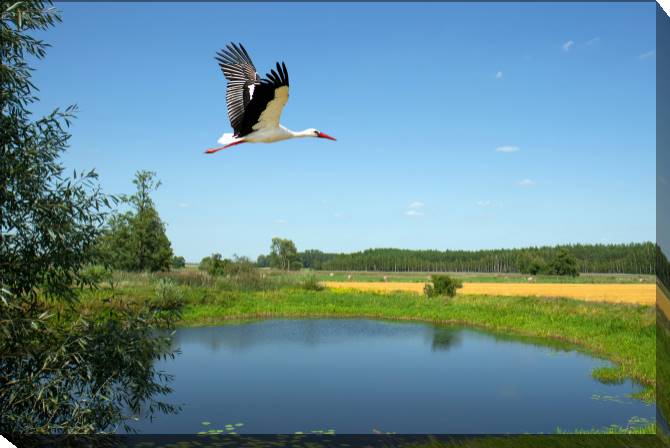 Paintings on canvas Stork on the lake